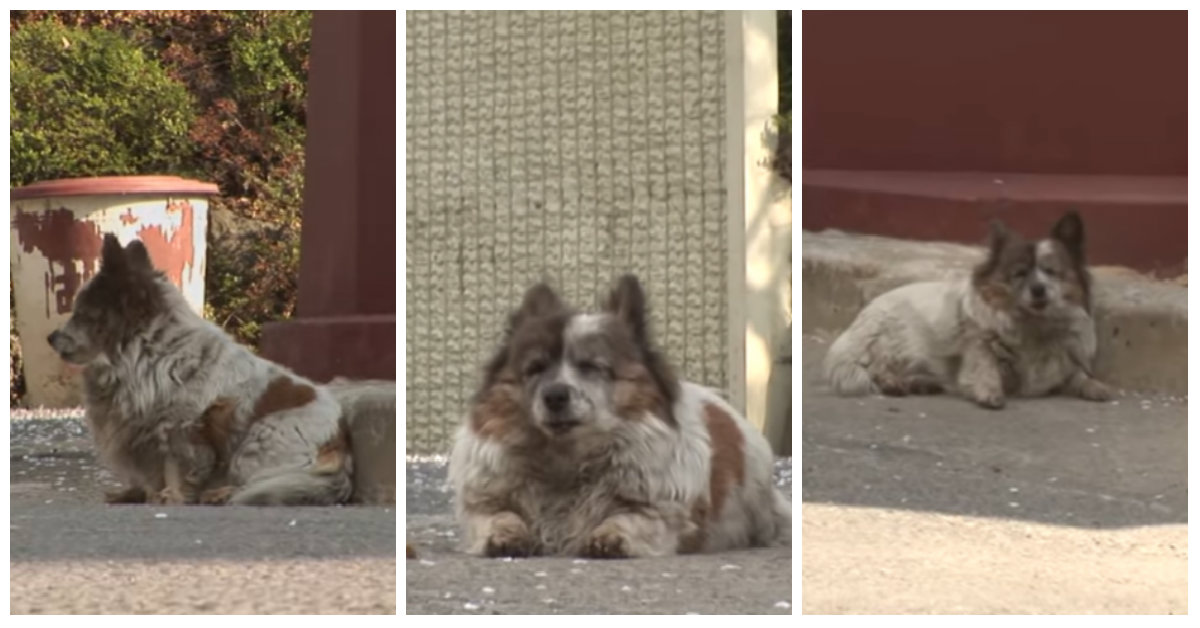 10 Yıl Önce Terk Edildiği Noktada Hala Sahibinin Dönmesini Bekleyen Minnoş Köpek 10 Yıl Önce Terk Edildiği Noktada Hala Sahibinin Dönmesini Bekleyen Minnoş Köpek