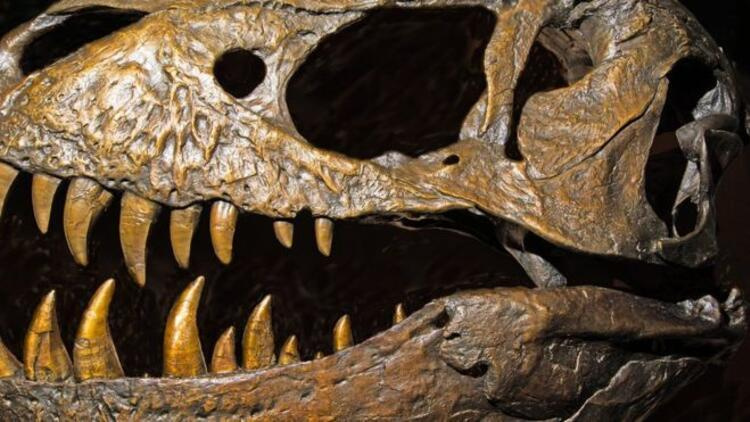 12 yaşındaki çocuk 69 milyon yıllık dinozor fosili buldu