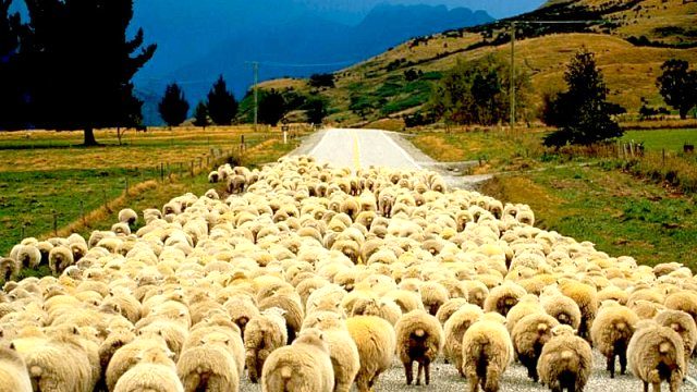 150 Bin Kişilik Açığı Afganlar Kapatacak: Türkiye Çoban İthal Etmeye Hazırlanıyor