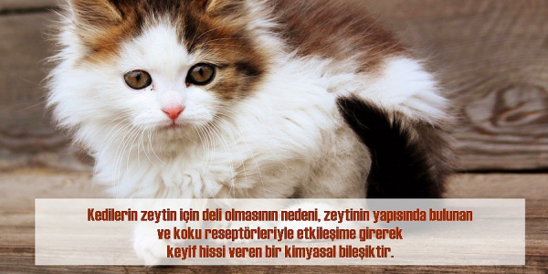 17 Soru ve Cevapla Kedilerle İlgili Bilmeniz Gereken Birbirinden İlginç Gerçekler 17 Soru ve Cevapla Kedilerle İlgili Bilmeniz Gereken Birbirinden İlginç Gerçekler