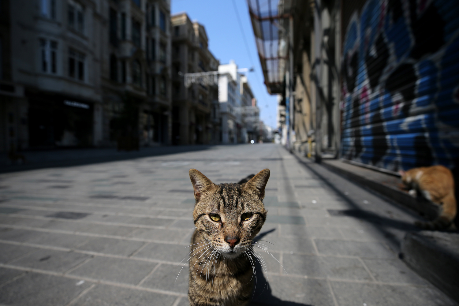Hello street cat петиция. İstanbul улица кошки. Кошки на улице фото. Miserable Street Cat. Street Cats © 2019.