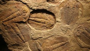 500 bin yıllık fosilleşmiş beyin şaşırttı