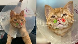 ABD'de yüzü parçalanmış kedi düğmelerle tedavi edildi
