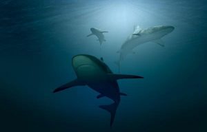 ABD'den koronavirüs aşısı açıklaması: Aşı için yarım milyon köpekbalığı katledilebilir!