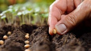 Ata tohumu nedir? Ata tohumu ne işe yarar, nasıl anlaşılır?