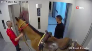 Atını asansörle eve çıkarmak istedi! Gözaltına alındı!