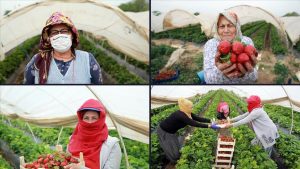 Aydın'daki seralarda kadın işçilerin 'emek mücadelesi'