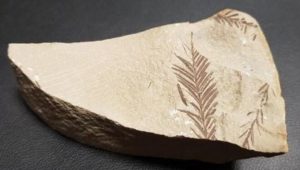 Beydağları'nda 65 milyon yıllık bitki fosili bulundu