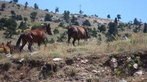 Burdur'da yılkı atları görüntülendi