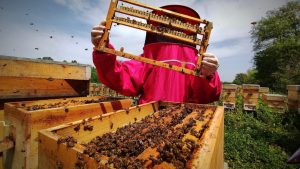 Bursa'da arı sütünün kilosu 8 bin liradan satılıyor