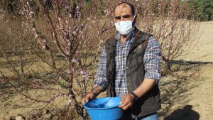 Çanakkale'deki meyve ağaçları, zararlılardan mavi leğenle kurtuldu