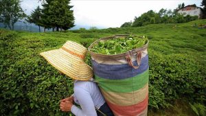 Çay ihracatının yüzde 50'si Rize'den