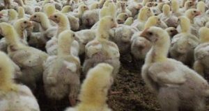 Çin'de kuş gribi salgını nedeniyle 17 binden fazla kanatlı hayvan itlaf edildi