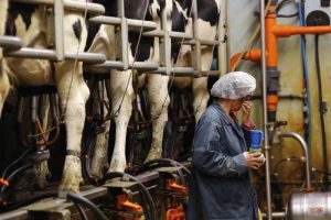 İçme sütü üretimi Eylül'de geçen yıla oranla %5,2 azaldı
