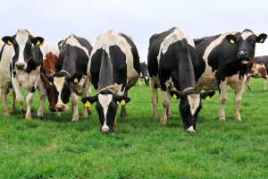 İnek sütü miktarı 2019'un Ocak-Kasım döneminde %5,2 azaldı