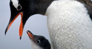İnsan boyutunda dev penguen fosilleri bulundu
