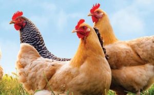 Japonya'da kuş gribi salgını büyüyor... 6 milyona yakın tavuk itlaf edildi!