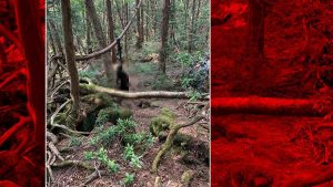 Japonya'daki intihar ormanında gezintiye çıkan Türkler şoka girdi