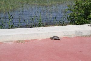 Kaplumbağaların göle geçişine 'beton set' engeli