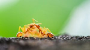 Karıncalar akraba evliliğinden kaçıyor… Personel karıncaların fedakarlığı...