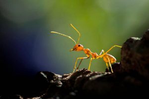 Karıncalar sosyal mesafeyi insanlara göre daha iyi mi koruyor?