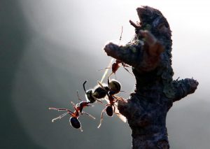 'Kırmızı orman karıncaları' koruma altına alındı