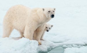Kutup ayıları için kırmızı alarm: Soyları tükenmek üzere