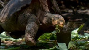 Neslinin tükenmesini önleyen 100 yaşındaki kaplumbağa Diego emekliye ayrıldı