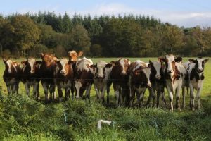 Ocak ayında bir önceki yılın aynı ayına göre toplanan inek sütü miktarı %8,9 arttı
