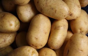 Patatesin DNA'sı incelenerek hastalıklara dayanıklı çeşitler geliştiriliyor