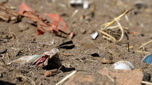 Plastik kirliliği 'yarım milyon keşiş yengecini öldürdü'