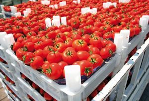 Rusya domateste kotayı 50 bin ton arttırdı