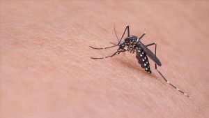 Sivrisineğin koklama duyusuyla kanser dedektörü geliştirildi