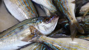 Tekirdağ'da balıkçı tezgahlarının yeni gözdesi menekşe balığı