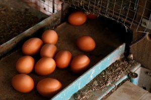TÜİK raporuna göre süt ve yumurta üretimi Haziran'da azaldı