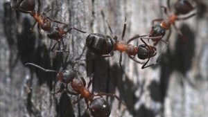 Türkiye'de karınca çeşitliği üzerine araştırma başlatıldı
