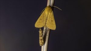 'Türkiye'nin Çatısı'ndaki gece kelebekleri kayıt altına alınıyor