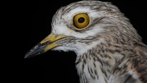 Verici takılan kıyı kuşunun göç sırasında çölleri geçtiği tespit edildi