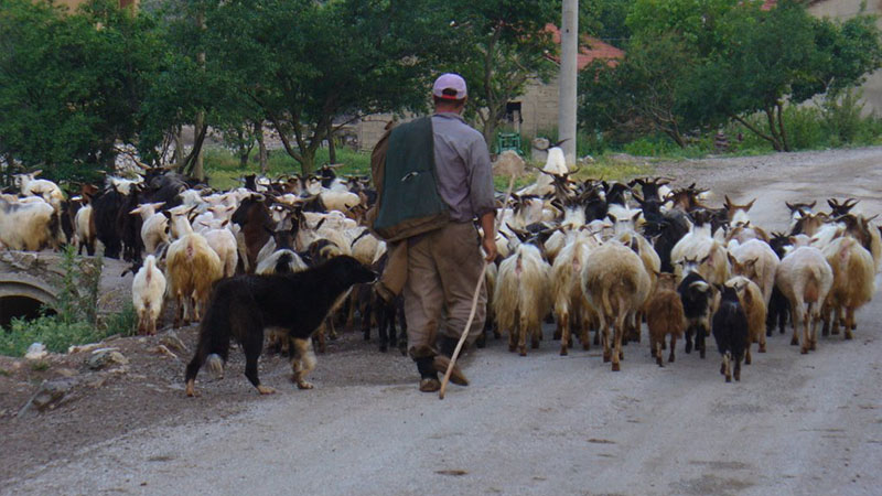 Çanakkale’de bakanlığın dağıttığı hayvanlar öldü; 32 mahalle veba nedeniyle karantinaya alındı Çanakkale’de bakanlığın dağıttığı hayvanlar öldü; 32 mahalle veba nedeniyle karantinaya alındı