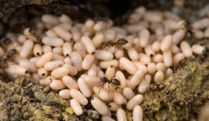 Karınca yumurta yağı ne işe yarar? Karınca yumurtası yağı tüyleri yok ediyor!