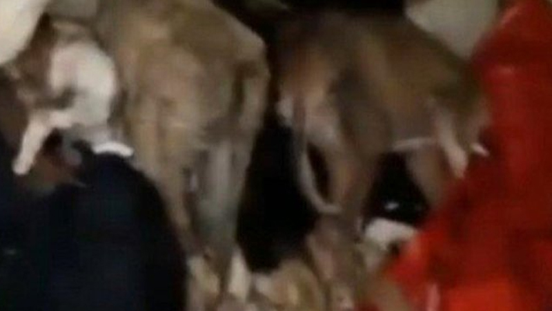 Antalya Hayvan Barınağı'nda ölen ya da ölmek üzere olan hayvanlar morgda gizlendi iddiası Antalya Hayvan Barınağı'nda ölen ya da ölmek üzere olan hayvanlar morgda gizlendi iddiası
