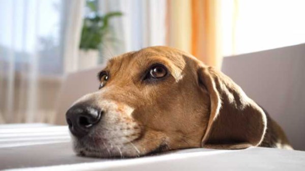 Araştırmaya göre köpekler yalan söylediğinizi anlayabilir Araştırmaya göre köpekler yalan söylediğinizi anlayabilir