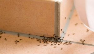 Evdeki karıncaları gideren etkili yöntem! Karıncalar öldürmeden nasıl yok edilir?