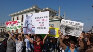 Hayvan hakları savunucularından "Adalar Ulaşım Çalıştayı" açıklaması: İmamoğlu sözünü tutmalı