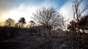 İzmir Büyükşehir Belediyesi: Yanan 5 bin hektarın 3 bin 500'ü ağır yanık sınıfında
