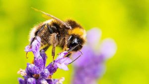 Kafein, arıların çiçekleri bulmasına yardımcı olabilir