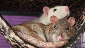 Yeni bir araştırmaya nazaran fareler arkadaş edinebiliyor