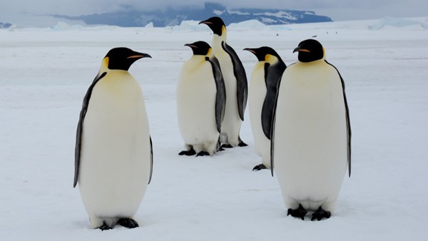 2100 yılına kadar imparator penguenlerinin %98’i yok olabilir