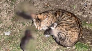 3 yavru kediyi "eşine saldırdığı" gerekçesiyle kürekle öldürmüştü; 3 yıl mahpus istemiyle yargılanacak