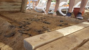 60 caretta caretta yavrusu, otelin kumsala koyduğu yürüme bandı altında sıkışarak can verdi!